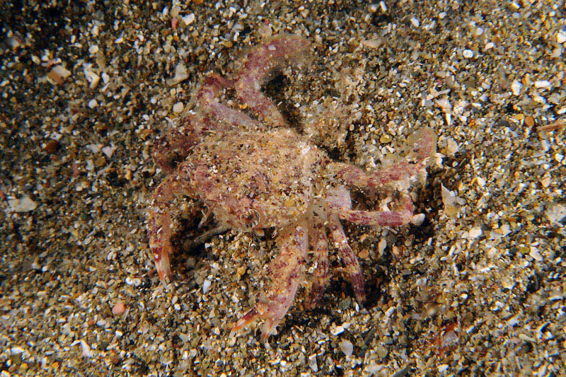 Liocarcinus corrugatus da confermare